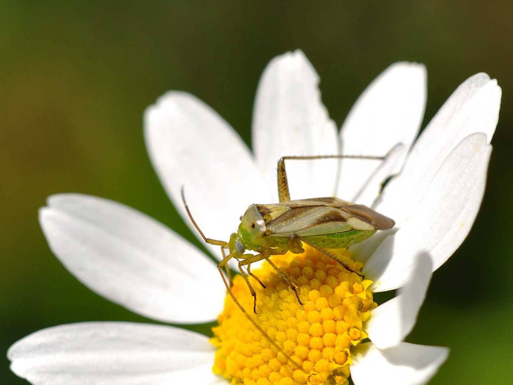 Miridae: Adelphocoris lineolatus dell''Abruzzo (AQ)